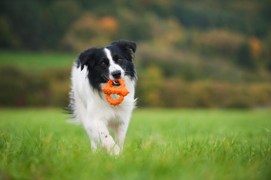 The Role of Interactive Toys in Reducing Anxiety and Aggression in Dogs