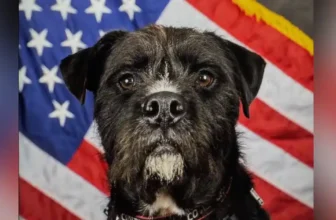 Therapy Dog Who Comforted Students After School Shooting Wins National Hero Dog Award