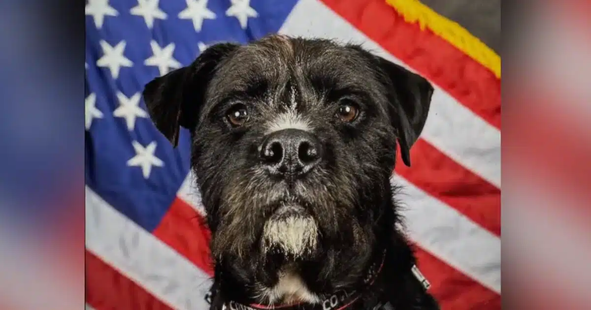 Therapy Dog Who Comforted Students After School Shooting Wins National Hero Dog Award