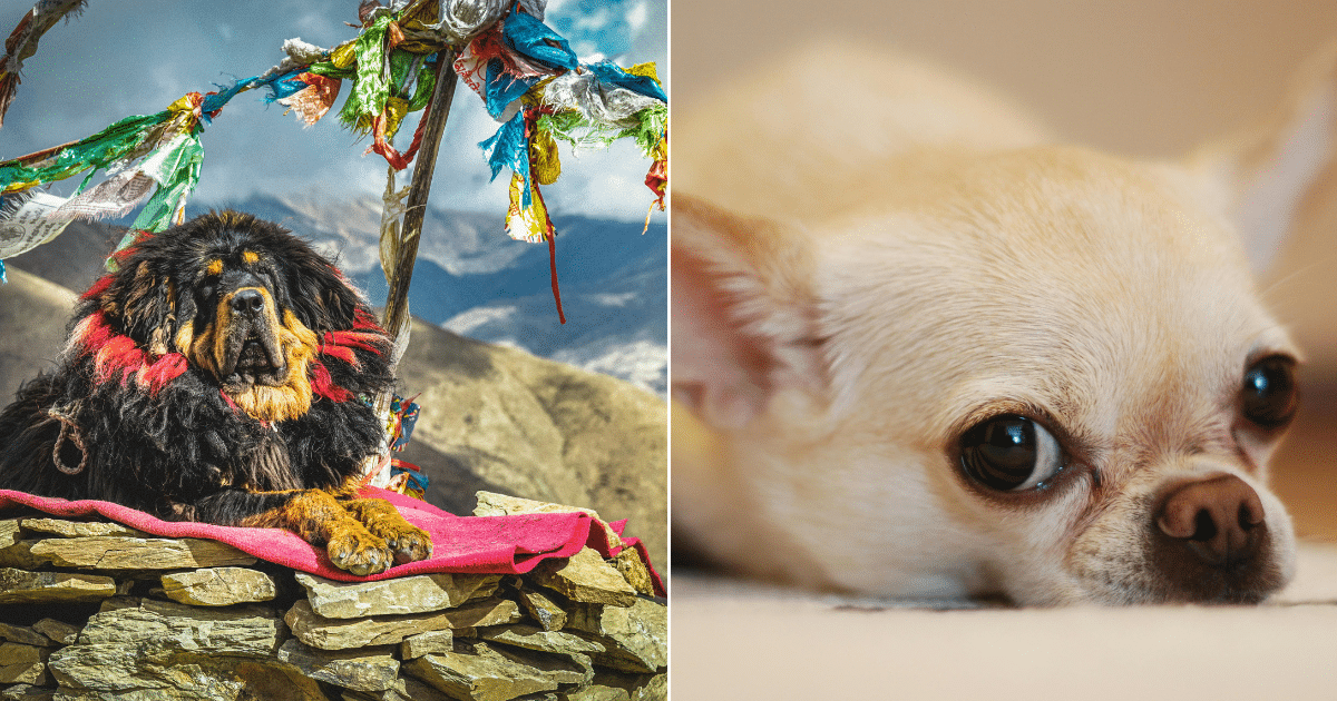 These Dog Breeds Carry The Most Significant Wolf Ancestry, Study Reveals