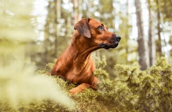 Top 13 Watch Dog Breeds That Guard Hearts & Homes