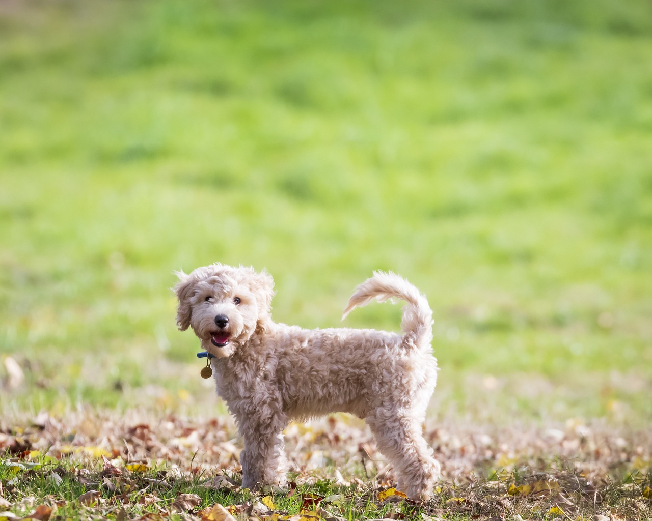 Ultimate Bichon Frise Puppy Shopping List: Checklist of 23 Must-Have Items