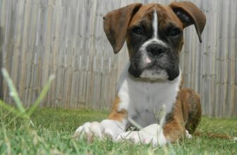Ultimate Boxer Puppy Shopping List: Checklist of 24 Must-Have Items
