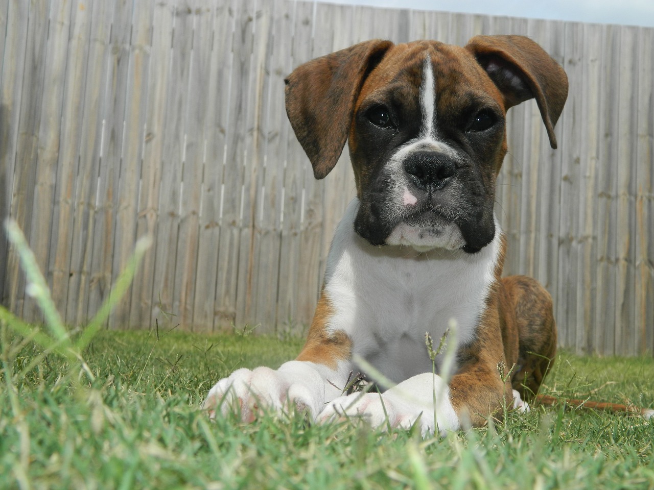 Ultimate Boxer Puppy Shopping List: Checklist of 24 Must-Have Items Ultimate Boxer Puppy Shopping List: Checklist of 24 Must-Have Items