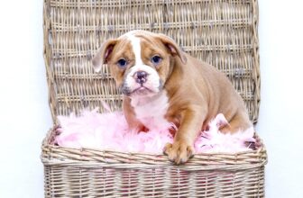 Ultimate Bulldog Puppy Shopping List: Checklist of 24 Must-Have Items