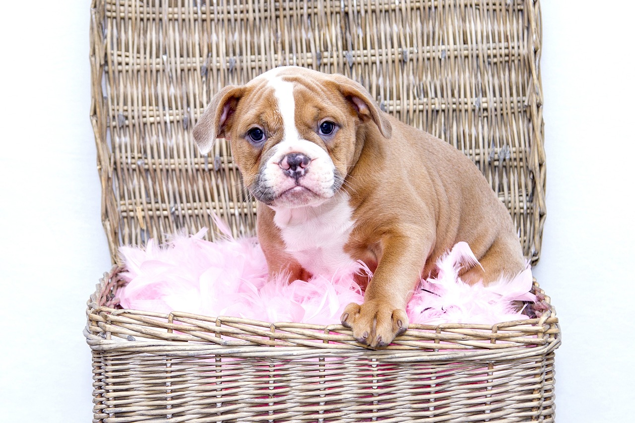 Ultimate Bulldog Puppy Shopping List: Checklist of 24 Must-Have Items