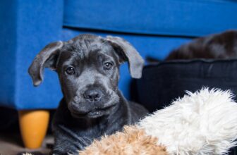 Ultimate Cane Corso Puppy Shopping List: Checklist of 24 Must-Have Items