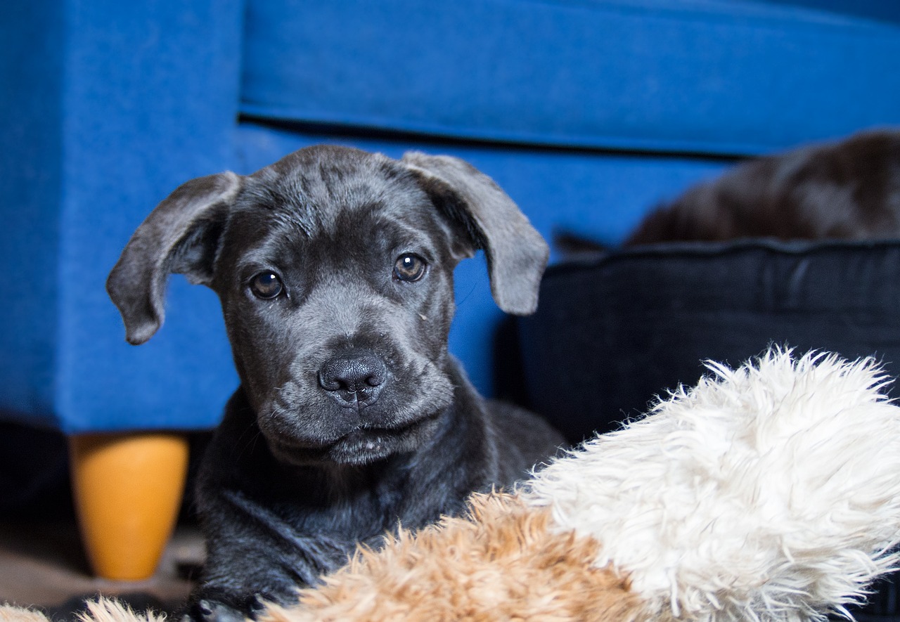 Ultimate Cane Corso Puppy Shopping List: Checklist of 24 Must-Have Items