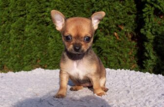Ultimate Chihuahua Puppy Shopping List: Checklist of 24 Must-Have Items