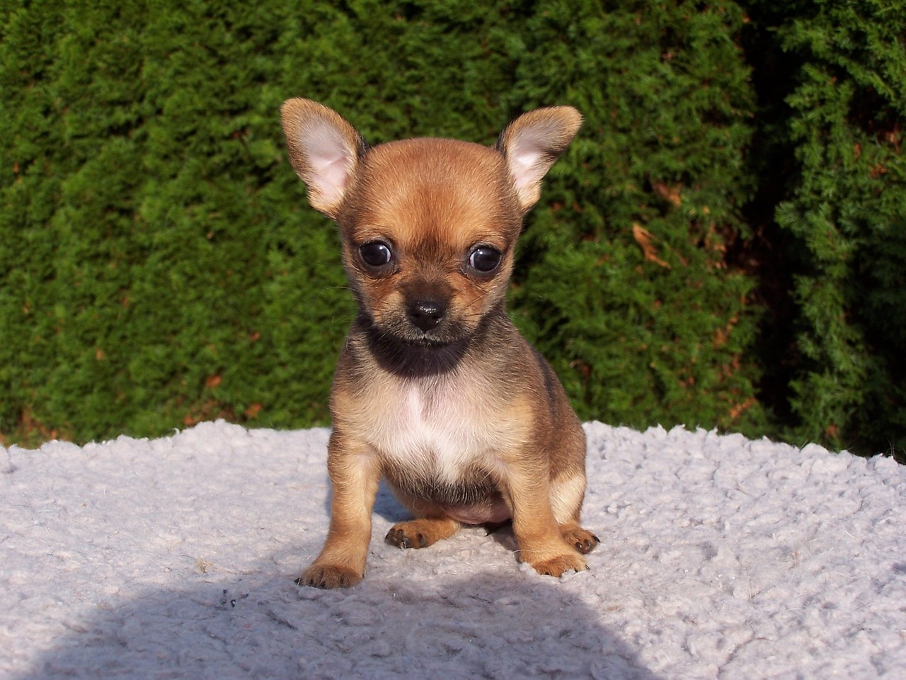Ultimate Chihuahua Puppy Shopping List: Checklist of 24 Must-Have Items Ultimate Chihuahua Puppy Shopping List: Checklist of 24 Must-Have Items