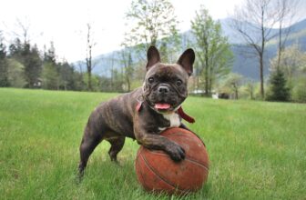 Ultimate French Bulldog Puppy Shopping List: Checklist of 25 Must-Have Items