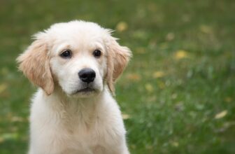 Ultimate Golden Retriever Puppy Shopping List: Checklist of 25 Must-Have Items