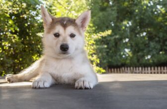 Ultimate Husky Puppy Shopping List: Checklist of 24 Must-Have Items