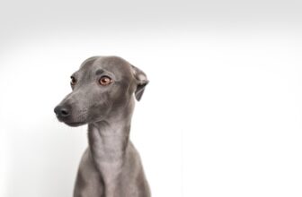 Ultimate Italian Greyhound Puppy Shopping List: Checklist of 23 Must-Have Items