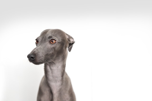 Ultimate Italian Greyhound Puppy Shopping List: Checklist of 23 Must-Have Items Ultimate Italian Greyhound Puppy Shopping List: Checklist of 23 Must-Have Items