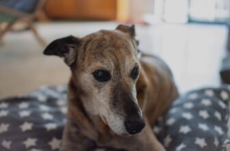 Ultimate Lurcher Puppy Shopping List: Checklist of 23 Must-Have Items