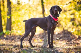 Ultimate Pointer Puppy Shopping List: Checklist of 23 Must-Have Items