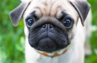 Ultimate Pug Puppy Shopping List: Checklist of 24 Must-Have Items