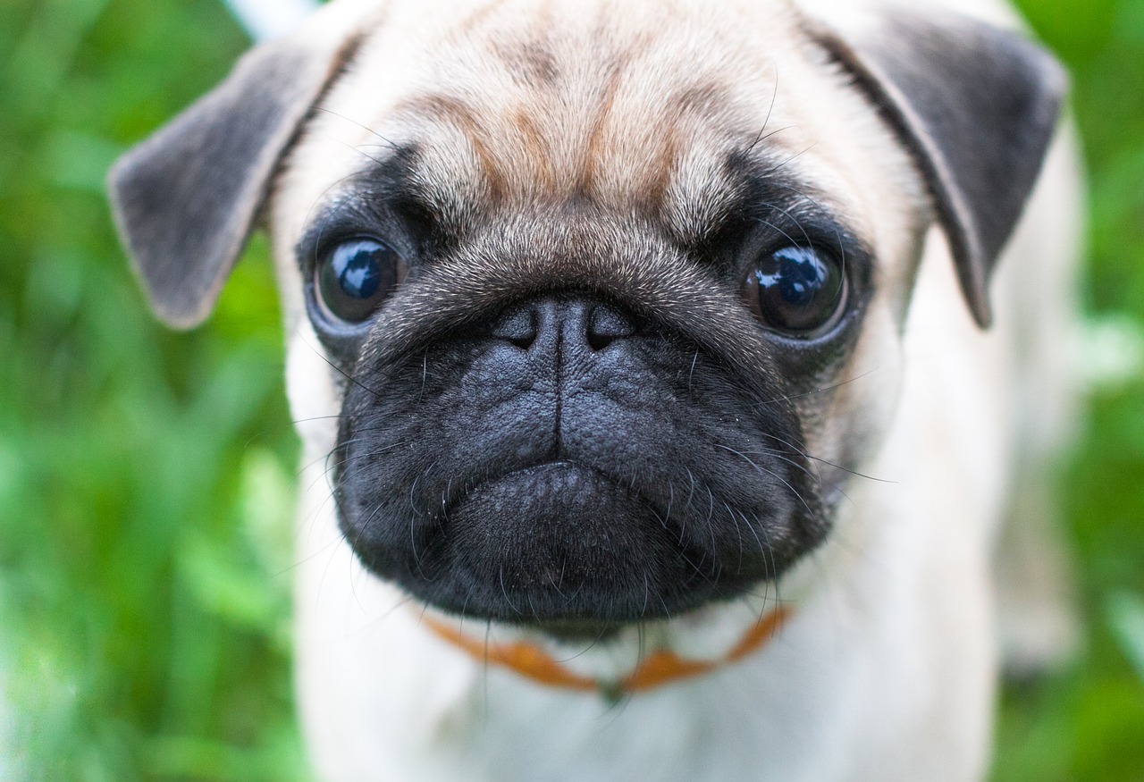 Ultimate Pug Puppy Shopping List: Checklist of 24 Must-Have Items