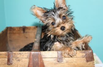 Ultimate Yorkie Puppy Shopping List: Checklist of 25 Must-Have Items