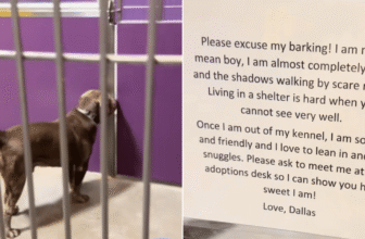 Woman Visits Shelter, But Note Found On Door Breaks Her Heart