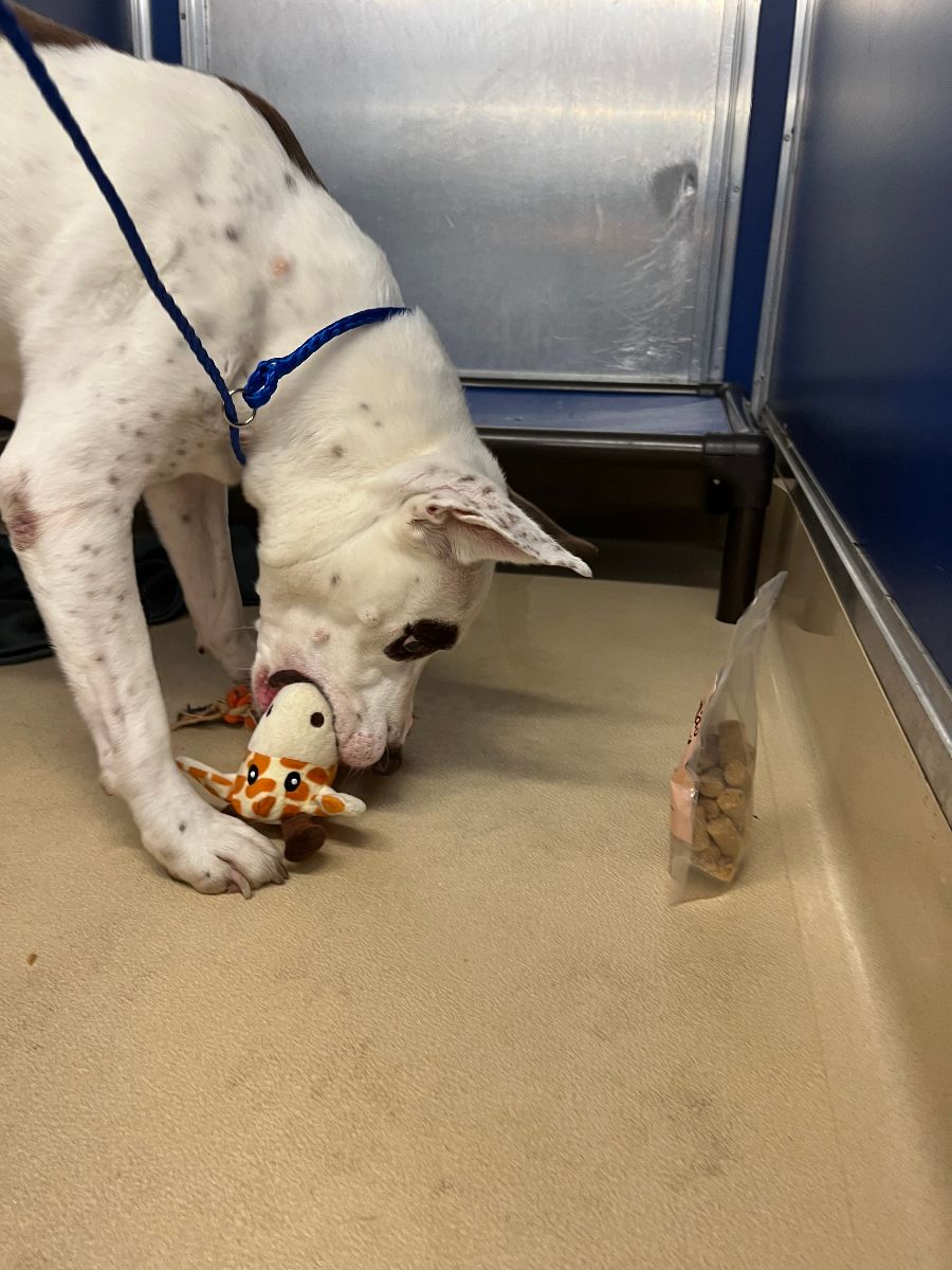 iHeartDogs Customers Send Care Packages and Love to Shelter Dogs this Christmas iHeartDogs Customers Send Care Packages and Love to Shelter Dogs this Christmas