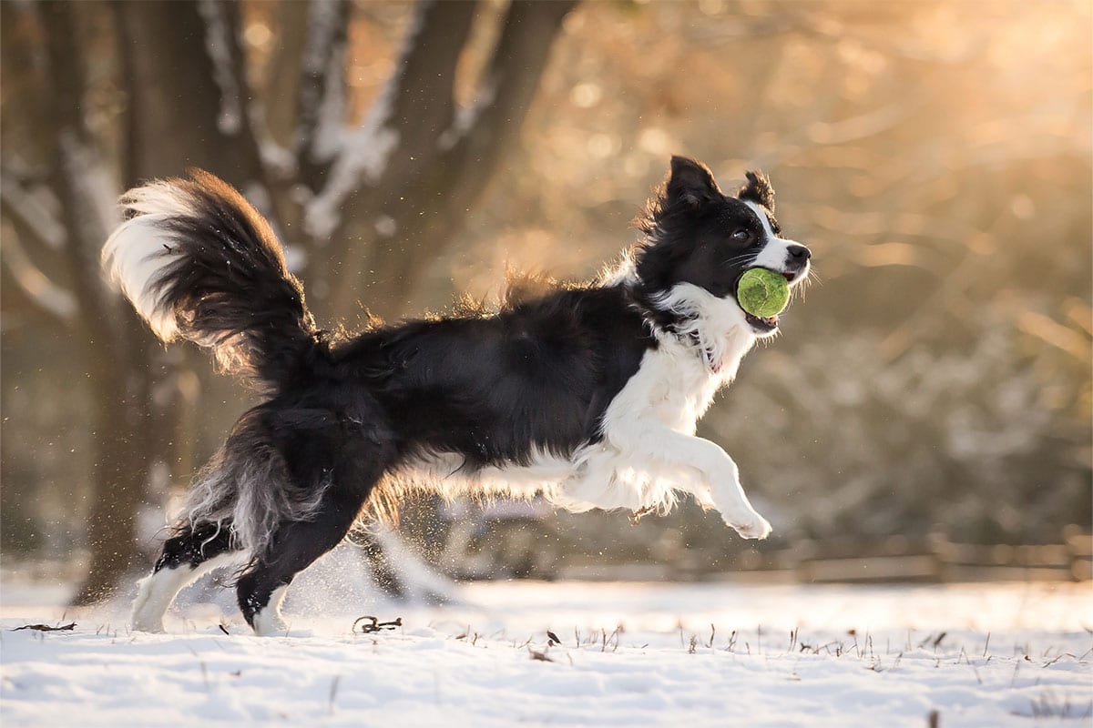 11 Fast Dog Breeds That Can Outrun The Wind
