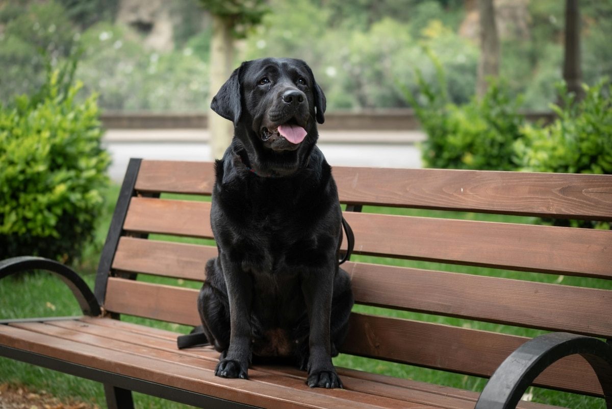 11 Social Dog Breeds That Want To Meet Everyone At The Park 11 Social Dog Breeds That Want To Meet Everyone At The Park