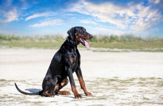 13 Proud Dog Breeds Born With Natural Confidence