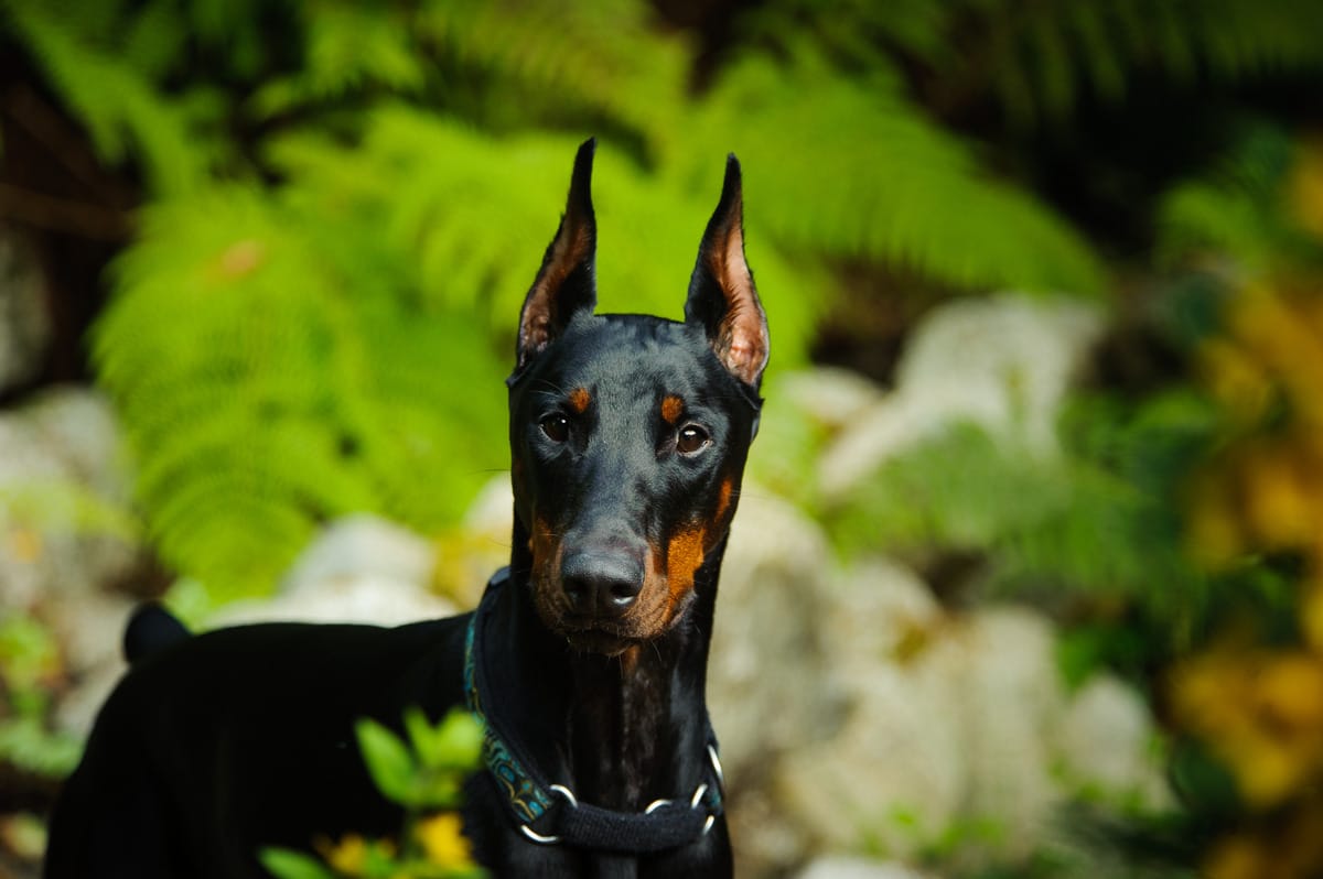 13 Proud Dog Breeds Known For Their Dignified Demeanor 13 Proud Dog Breeds Known For Their Dignified Demeanor