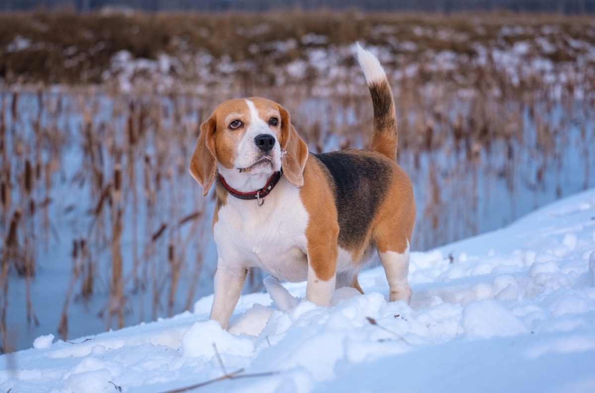 13 Winter Grooming & Skin Solutions Your Dog Will Thank You For