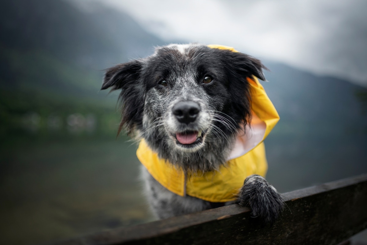 15 Wet Winter Weather Dog Products That Make Your Life Easier