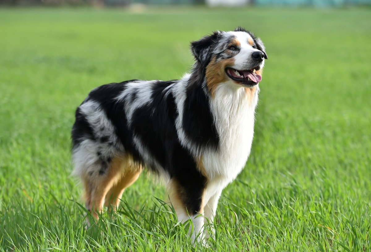 20 Best Foods for Australian Shepherds with Allergies