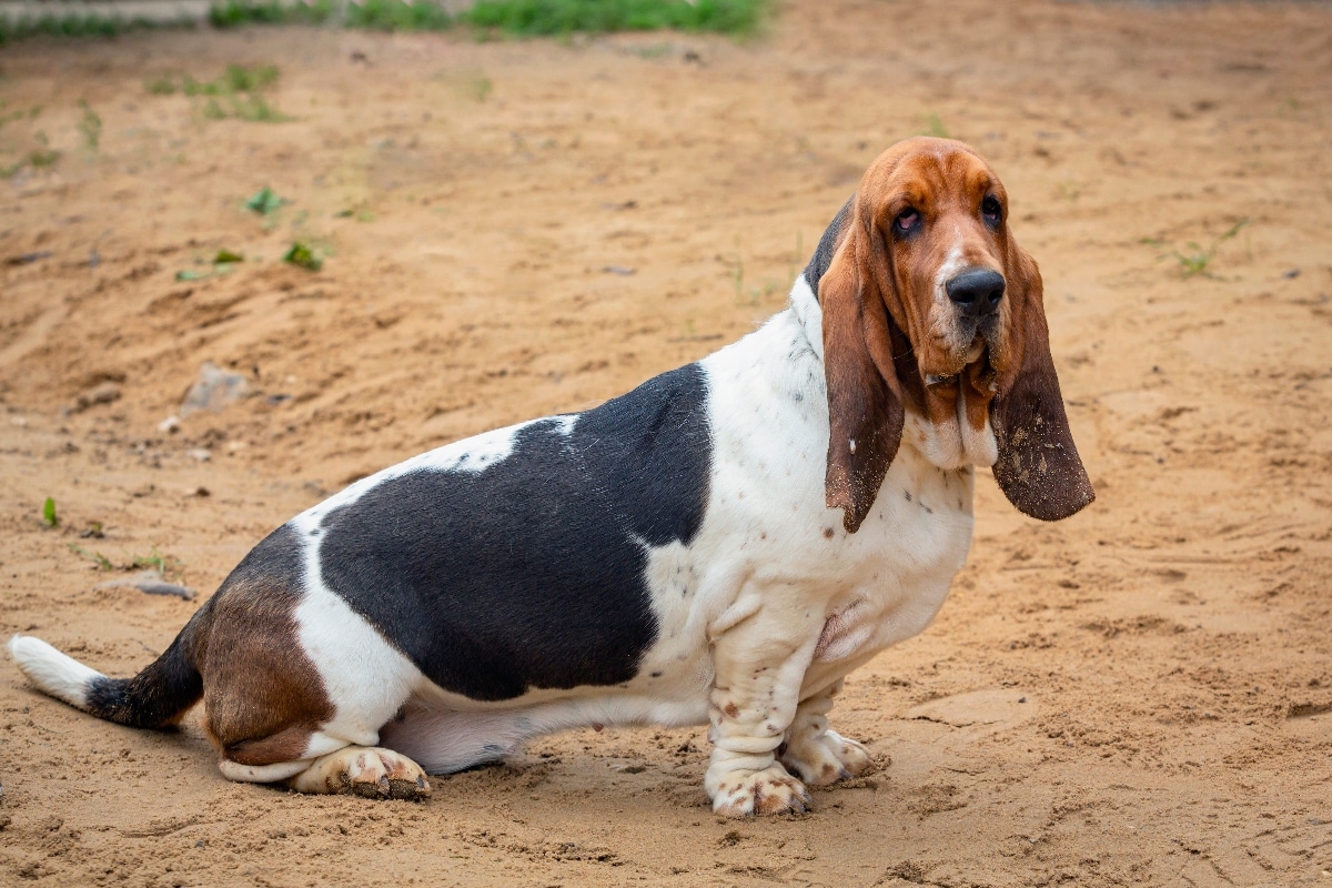 20 Best Foods for Basset Hounds with Allergies