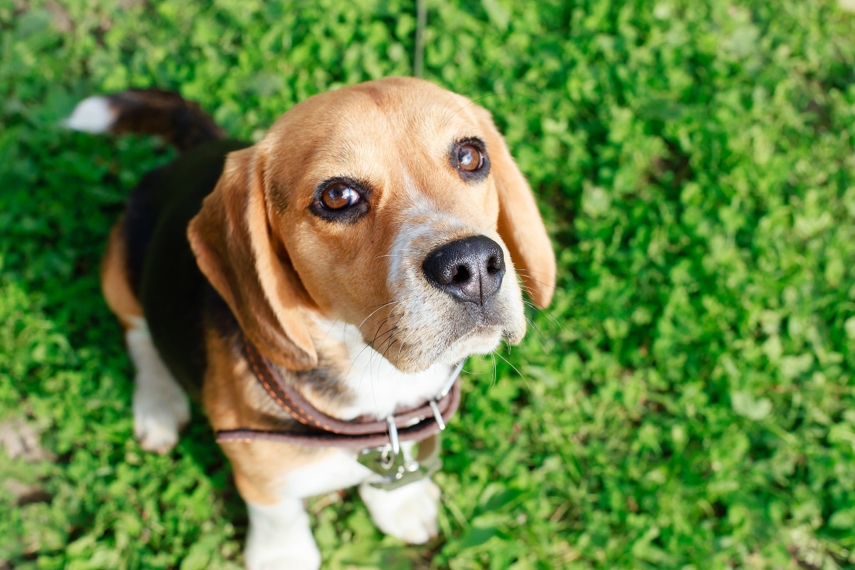 20 Best Foods for Beagles with Allergies
