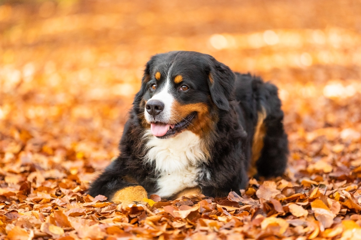20 Best Foods for Bernese Mountain Dogs with Allergies