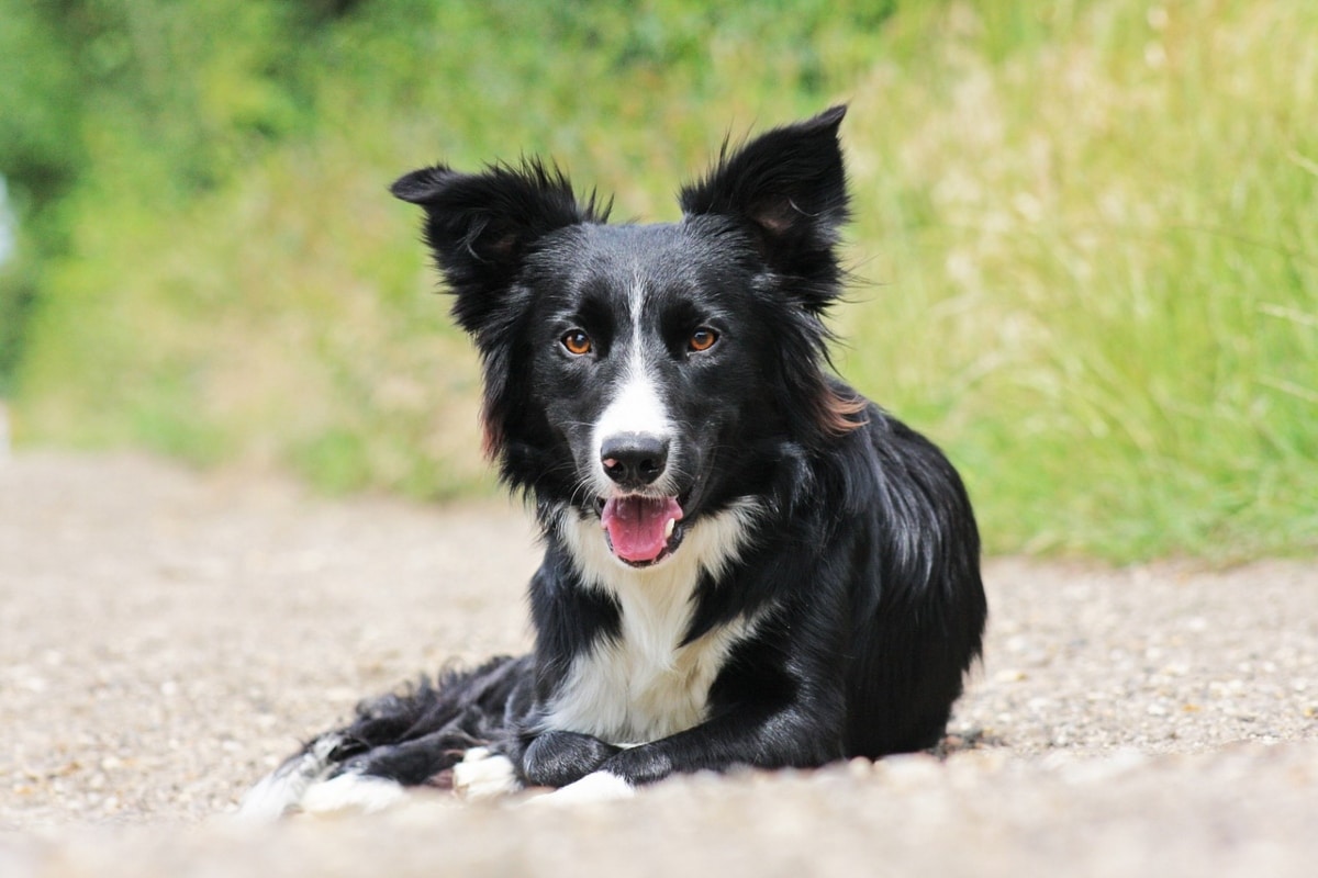 20 Best Foods for Border Collie with Allergies