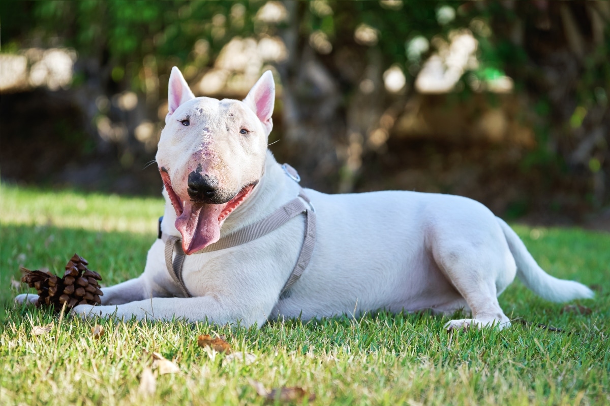 20 Best Foods for Bull Terriers with Allergies