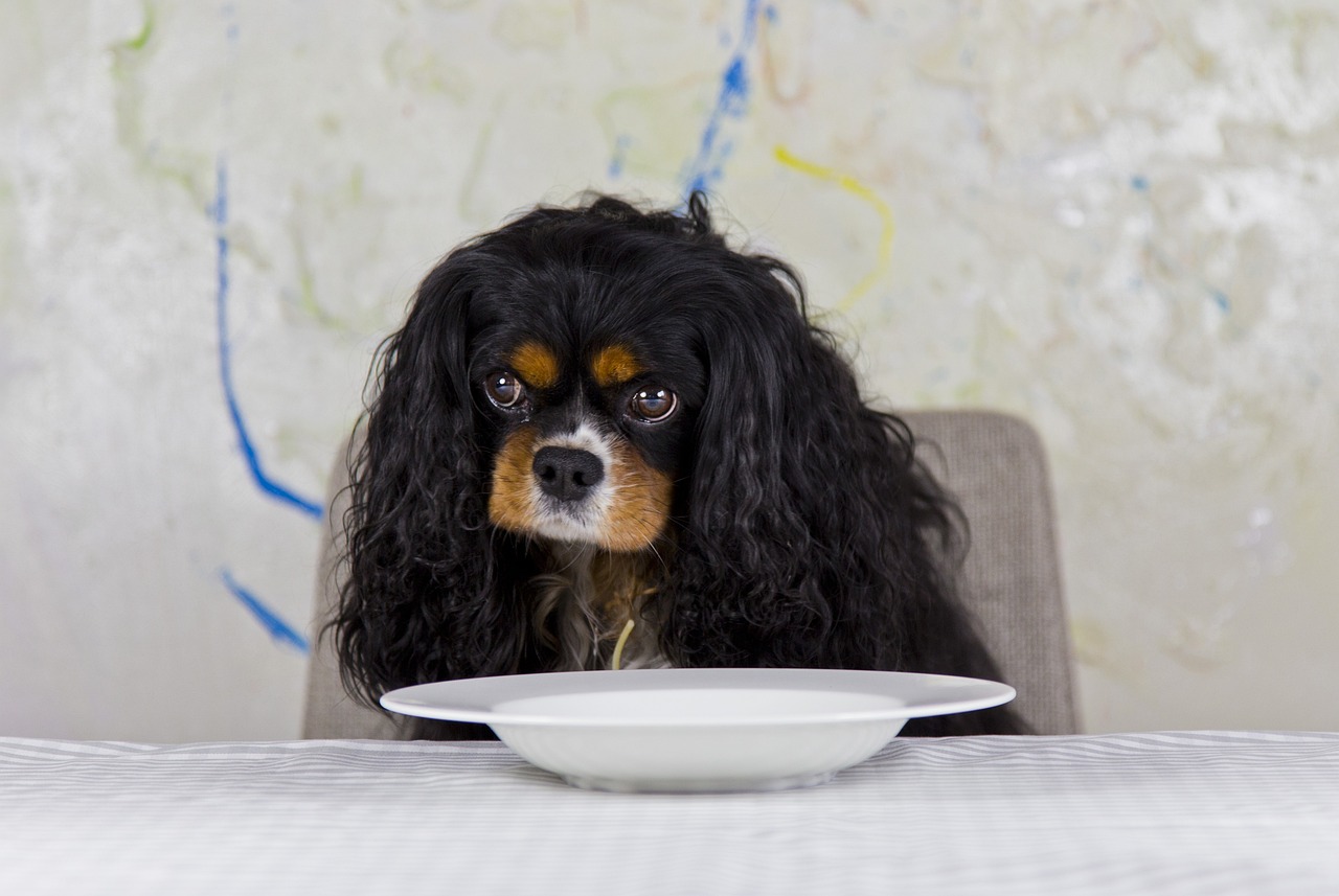 20 Best Foods for Cavaliers with Allergies 20 Best Foods for Cavaliers with Allergies