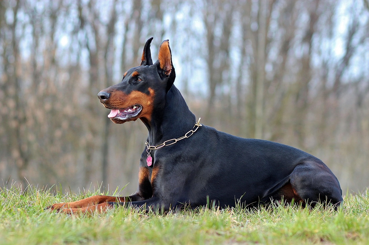 20 Best Foods for Doberman with Allergies
