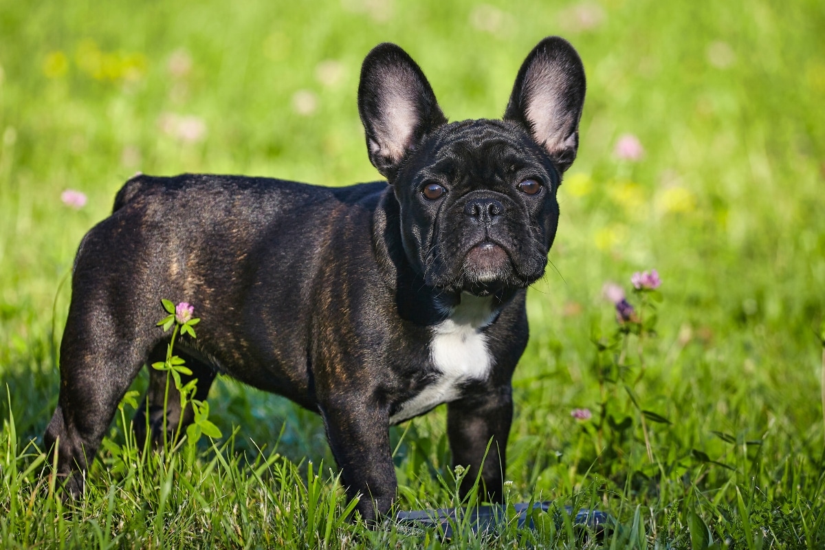 20 Best Foods for Frenchies with Allergies