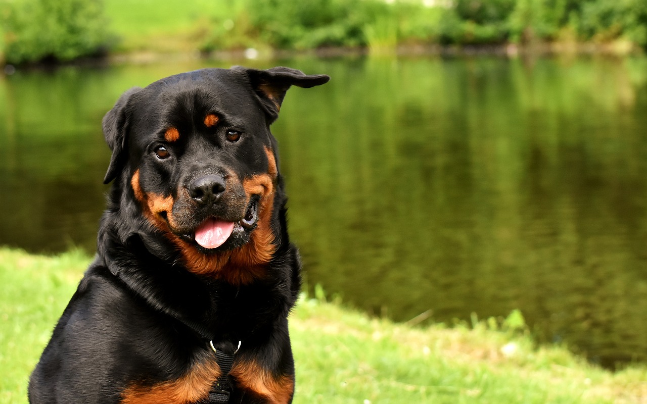 20 Best Foods for Rottweiler with Allergies