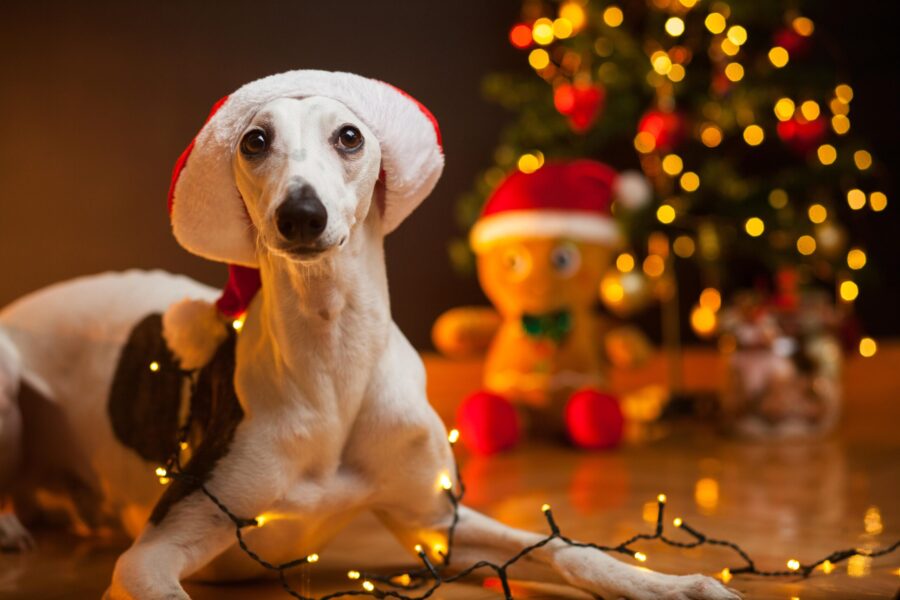 4 Signs Your Dog Is Over Holiday Socializing