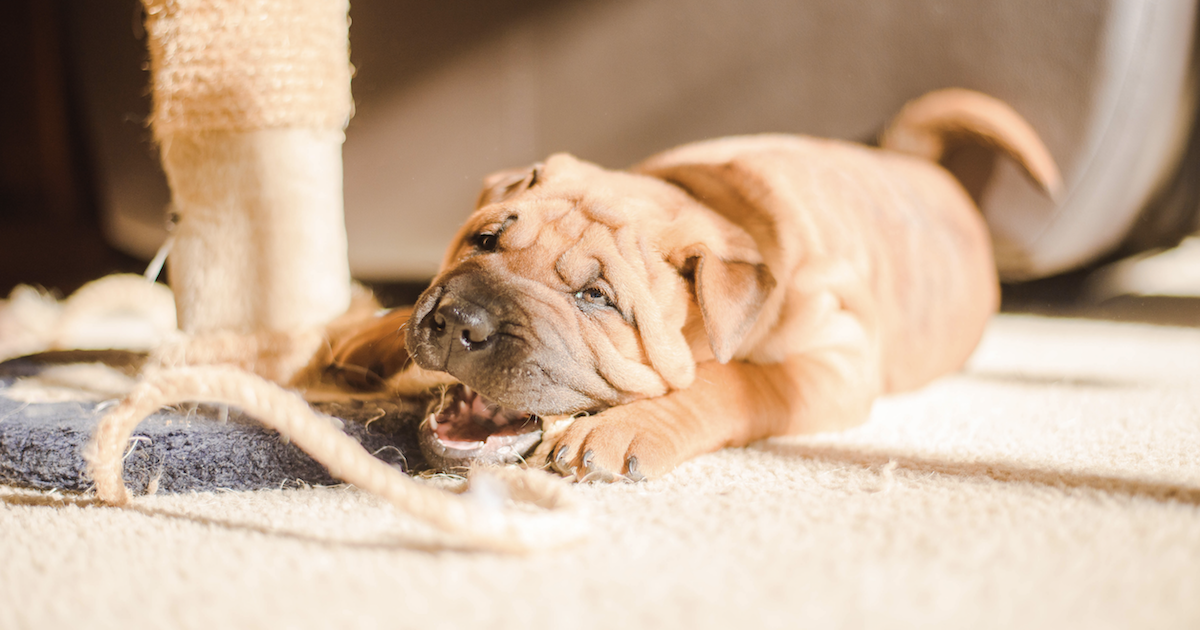 8 Best Anti-Chew Sprays For Dogs