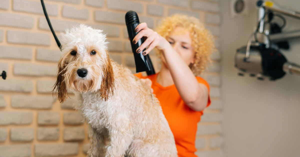 8 Best Blow Dryers for Dogs 8 Best Blow Dryers for Dogs