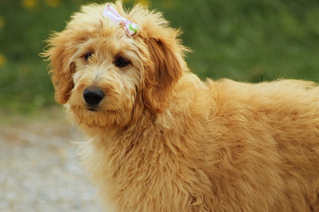 9 Best Goldendoodle Immunity Supplements