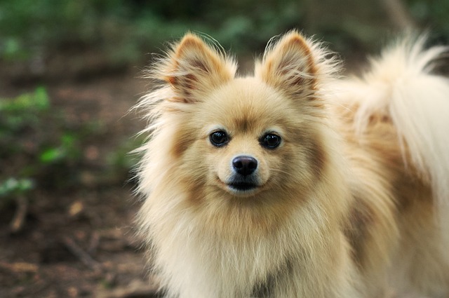 9 Best Pomeranian Immunity Supplements 9 Best Pomeranian Immunity Supplements