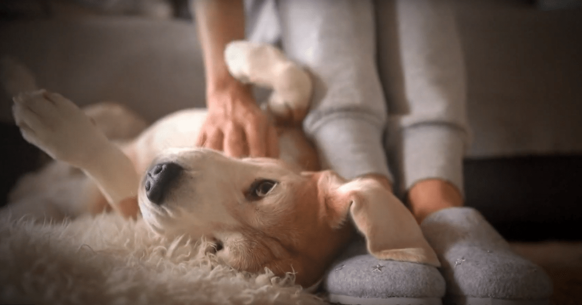 Anti Aging Dog Pill Moves Toward FDA Approval With Promising Research Findings Anti Aging Dog Pill Moves Toward FDA Approval With Promising Research Findings