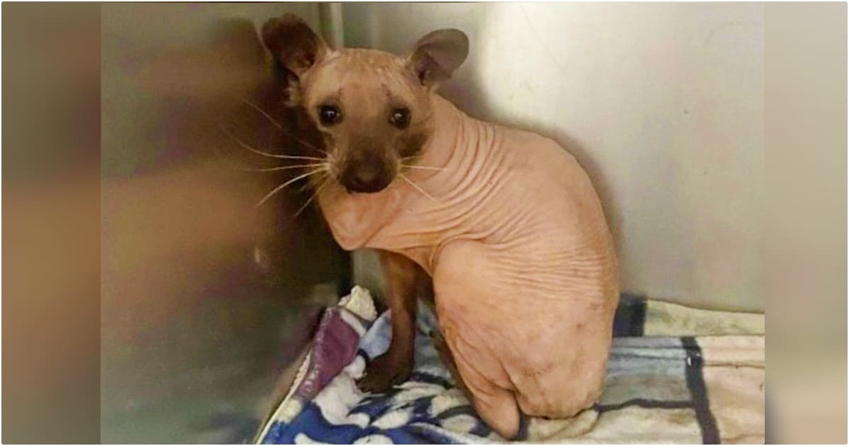 Bald Critter They Thought Was A Cat, Wasn’t A Cat At All