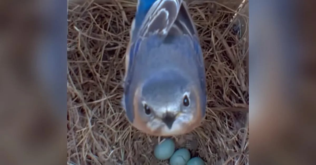 Bluebirds Turn an Ordinary Birdhouse Into Their Special Retreat